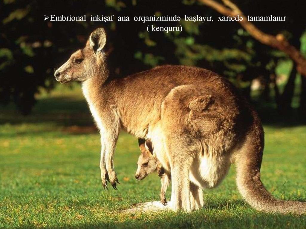 Embrional inkişaf ana orqanizmində başlayır, xaricdə tamamlanır ( kenquru)
