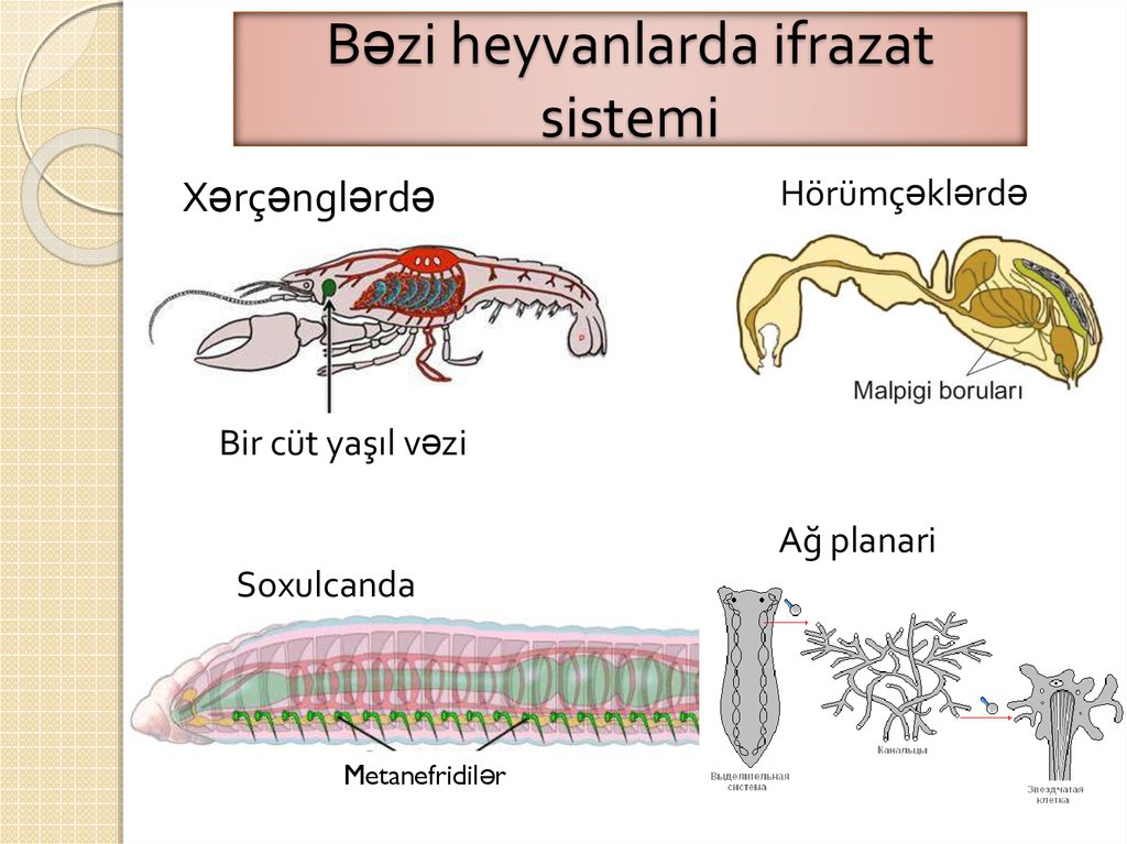 Bəzi heyvanlarda ifrazat sistemi