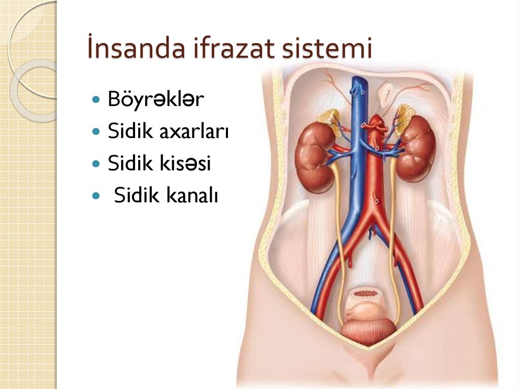 İnsanda ifrazat sistemi