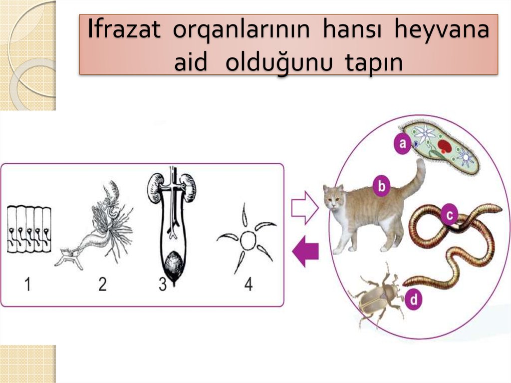 Ifrazat orqanlarının hansı heyvana aid olduğunu tapın