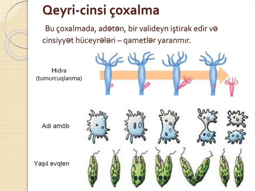Qeyri-cinsi çoxalma Bu çoxalmada, adətən, bir valideyn iştirak edir və cinsiyyət hüceyrələri – qametlər yaranmır.
