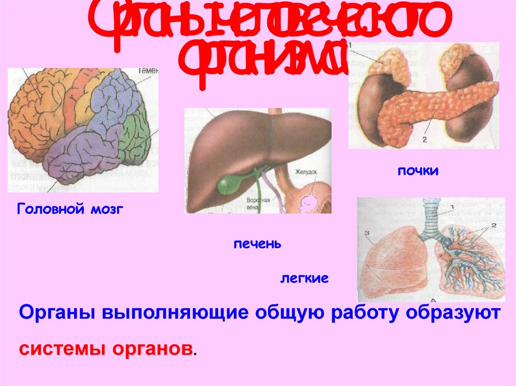 Компоненты организма