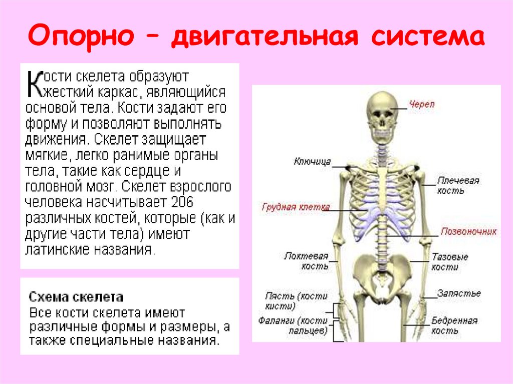 Презентация костная система человека