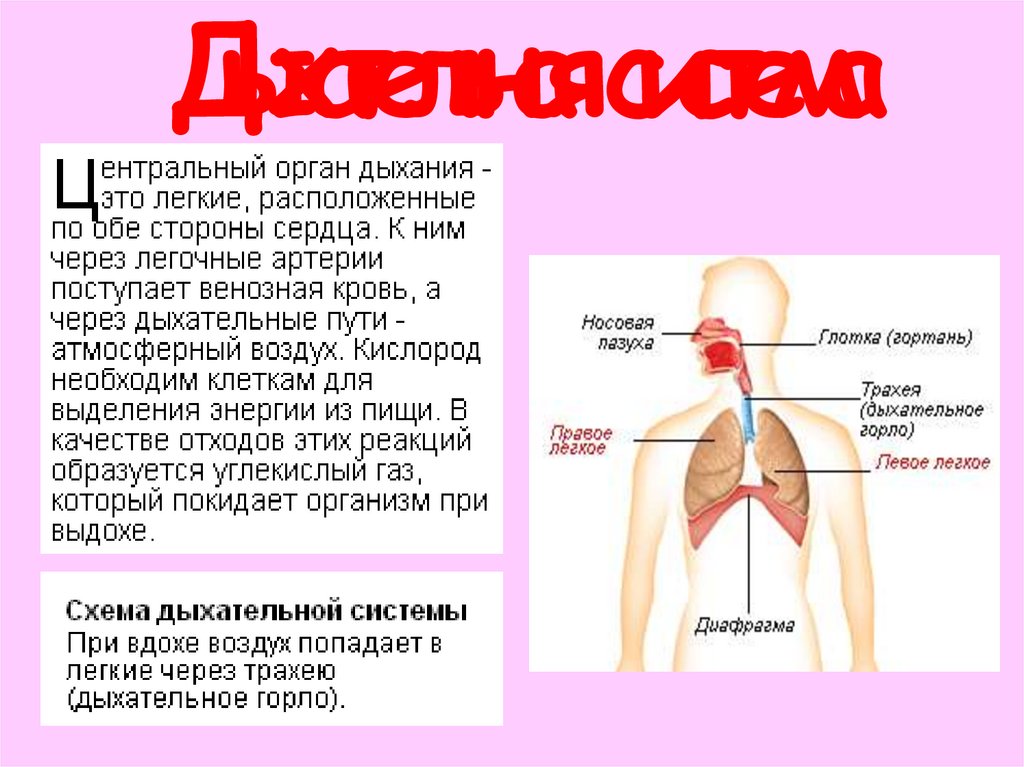 Компоненты организма человека