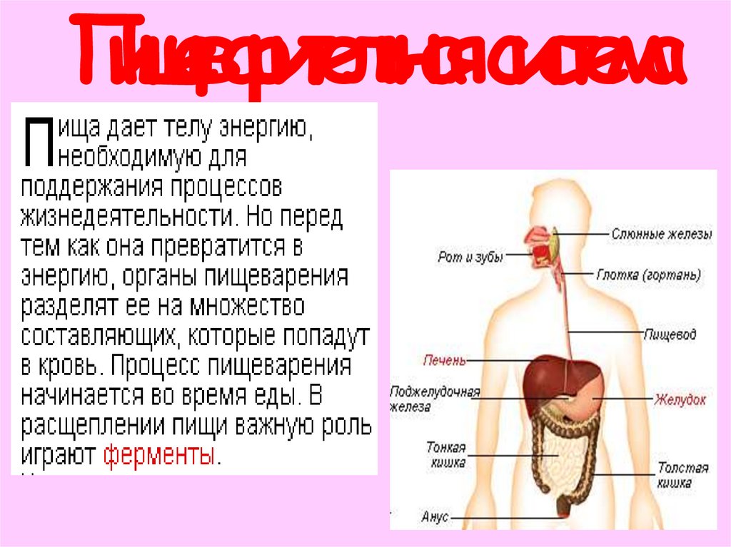 Компоненты организма человека