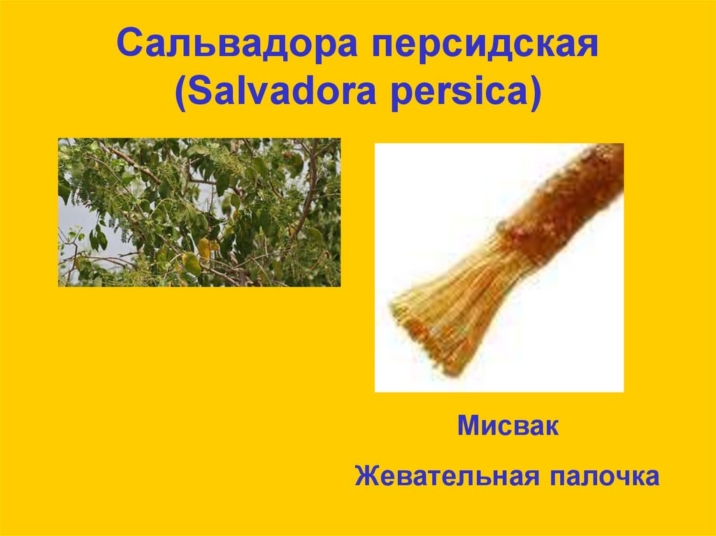 Сальвадора персидская (Salvadora persica)