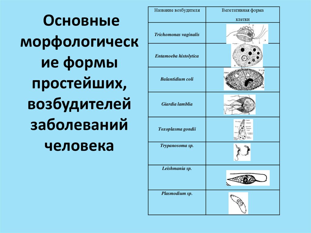 Какое заболевание развивается у человека при заражении простейшими изображенным на рисунке 2