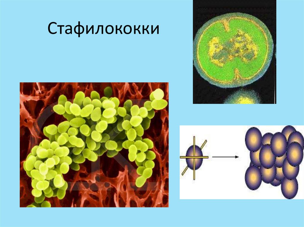 Стафилококки микробиология презентация