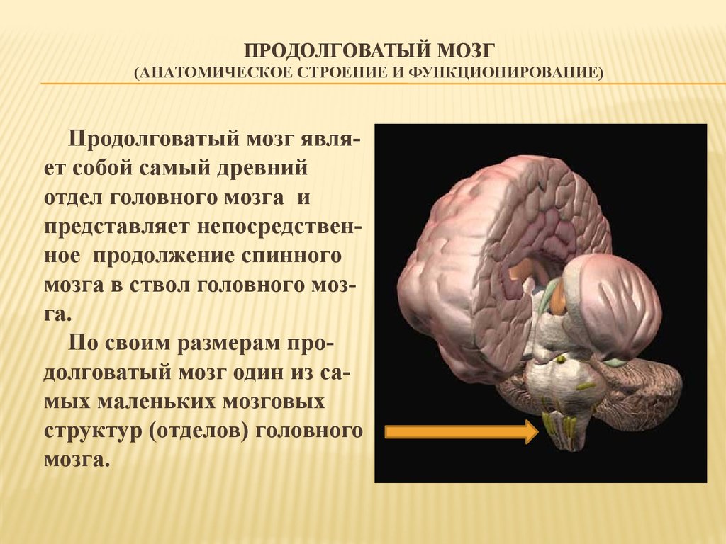 Продолговатый отдел мозга строение. Головной мозг человека анатомия продолговатый мозг. Строение головного мозга продолговатый мозг. Продолговатыйоватый мозг. Строение продолговатого мозга человека.