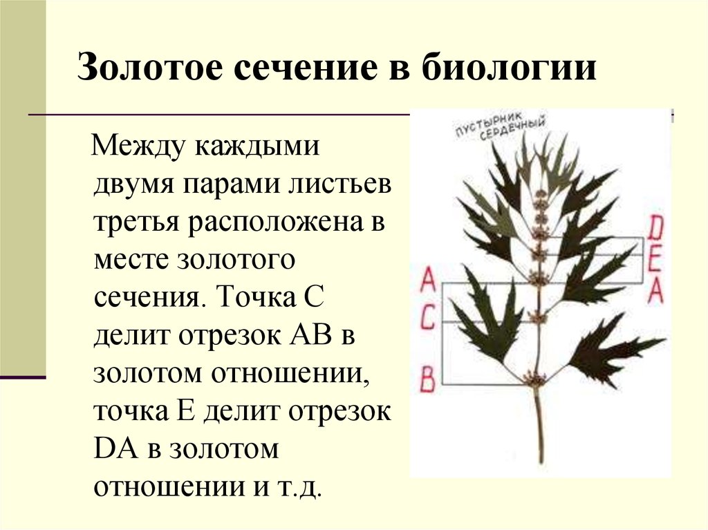 Треть листа. Золотое сечение в биологии. Золотое сечение в ботанике. Сечение в биологии. Золотая пропорция в биологии.