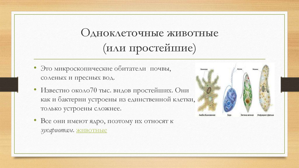 Подцарство одноклеточные 5 класс биология пасечник презентация
