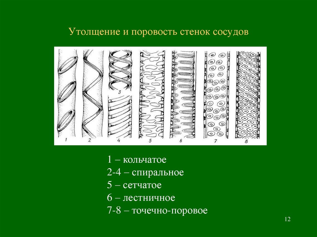 Схема строения трахеиды. Тип сосуда стебля подсолнечника. Типы утолщения стенок сосудов. Типы сосудов растений. Какую функцию выполняют сосуды у растений впр