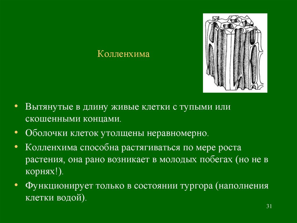 Колленхима это. Колленхима живые или мертвые клетки. Функция колленхимы в листе. Колленхима — Живая механическая ткань функции. Колленхима механическая ткань у которой.