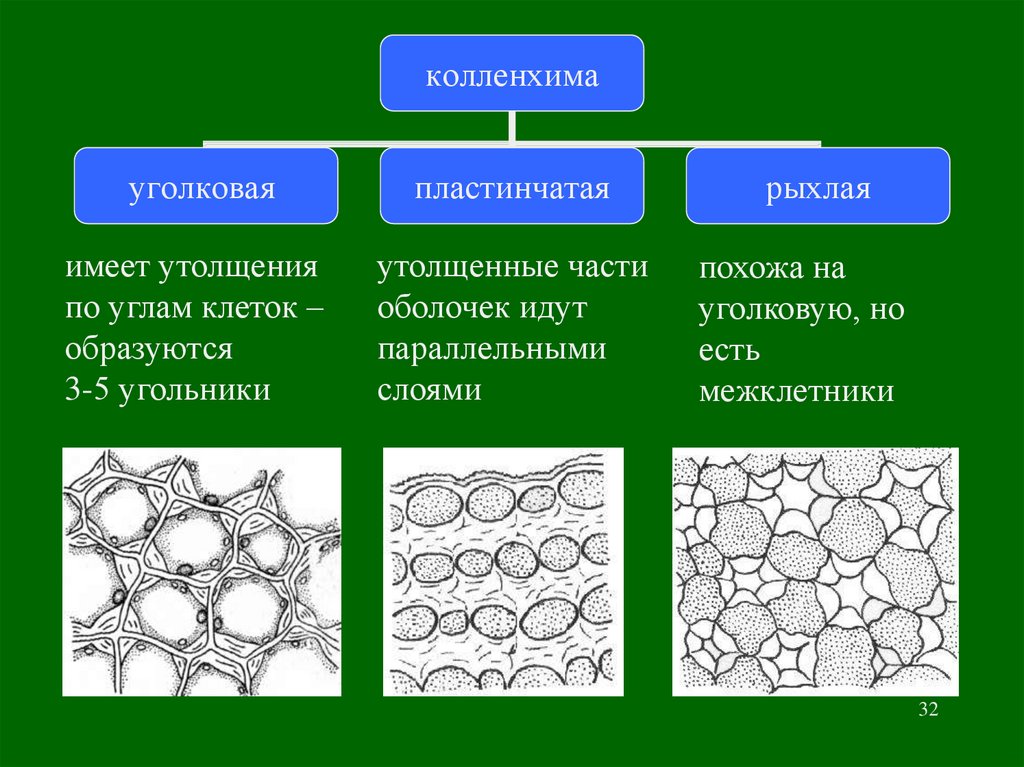 Тест ткани растений 6