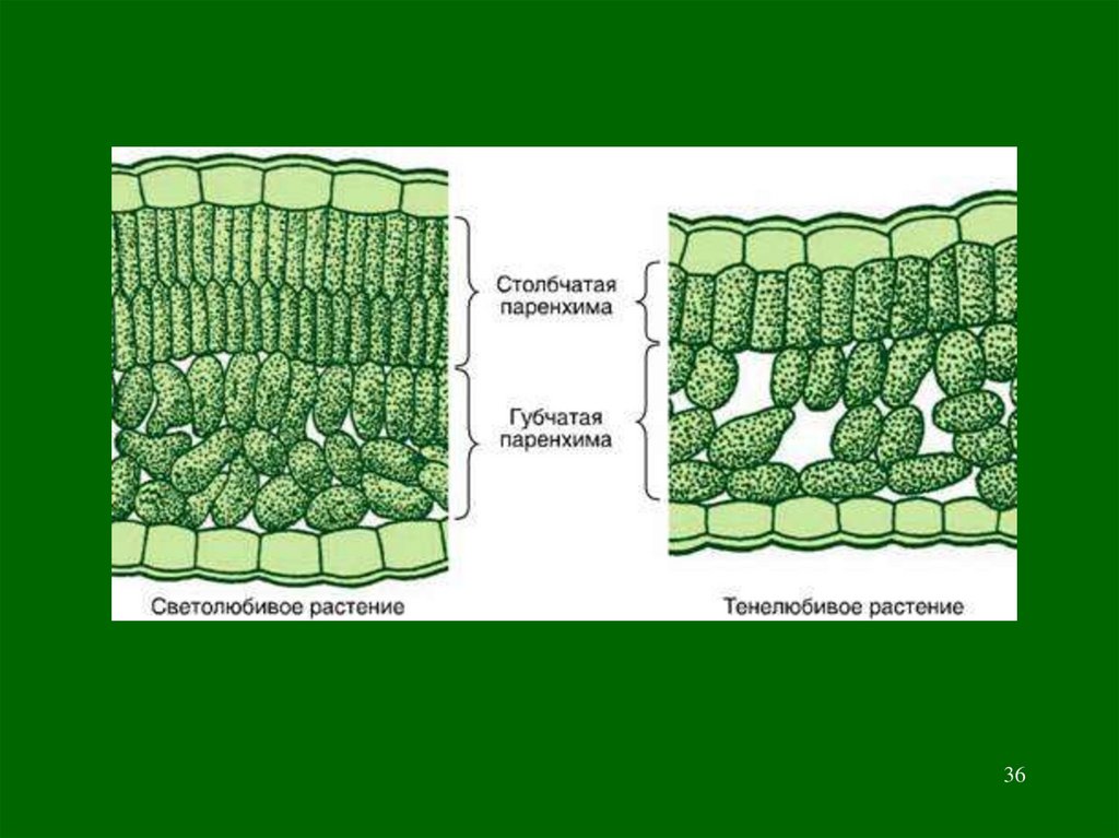 Изображение столбчатой. Столбчатая хлоренхима ткань. Столбчатая и губчатая ткань листа. Клетки столбчатой ткани мезофилла листа. Строение листа светолюбивых растений.