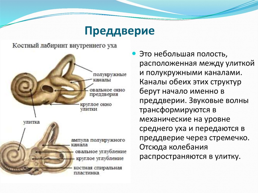 Особенность строения улитки какую функцию она выполняет. Внутреннее ухо костный Лабиринт. Костный Лабиринт внутреннего уха преддверие. Костный Лабиринт внутреннего уха (улитка). Строение костного Лабиринта преддверия.