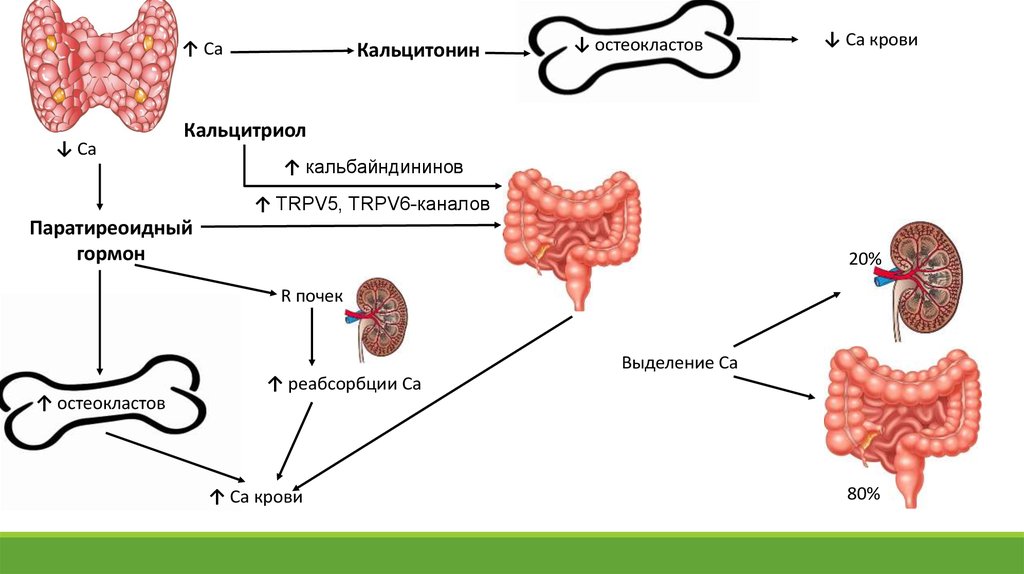 Влияет ли прием. Схема паратгормона кальцитонина и кальцитриола. Кальцитонин, паратирин, кальцитриол схема. Кальцитонин и паратгормон гормоны. Кальцитонин схема действия.