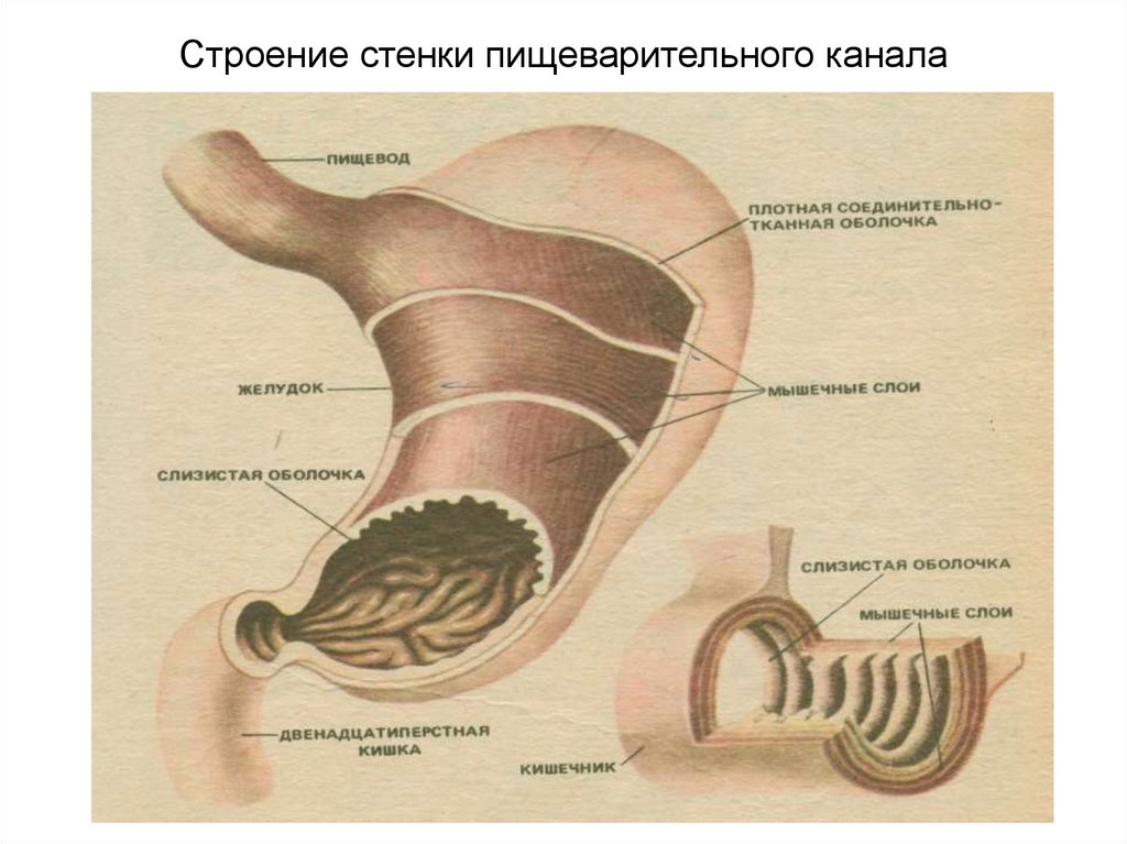 Пищеварительная система огэ презентация