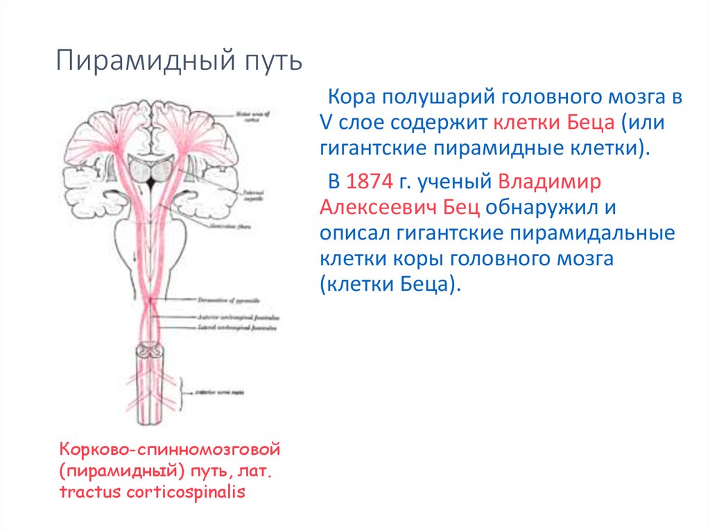 Пирамидные пути анатомия