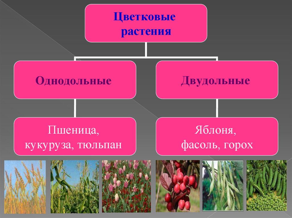 Какие растения однодольные а какие двудольные. Однодольное или двудольное растение. Пшеница однодольное или двудольное. Тюльпан однодольное или двудольное растение. Яблоня однодольное или двудольное.