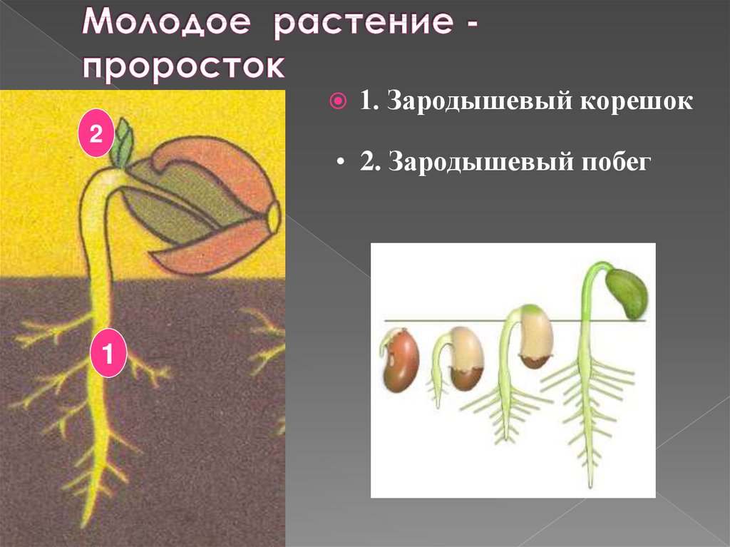Первые видоизмененные листья цветковых растений называются семядолями. Зародышевый побег семени. Строение зародышевого растения. Зародышевые побеги у семян фасоли. Зародышевый корешок.