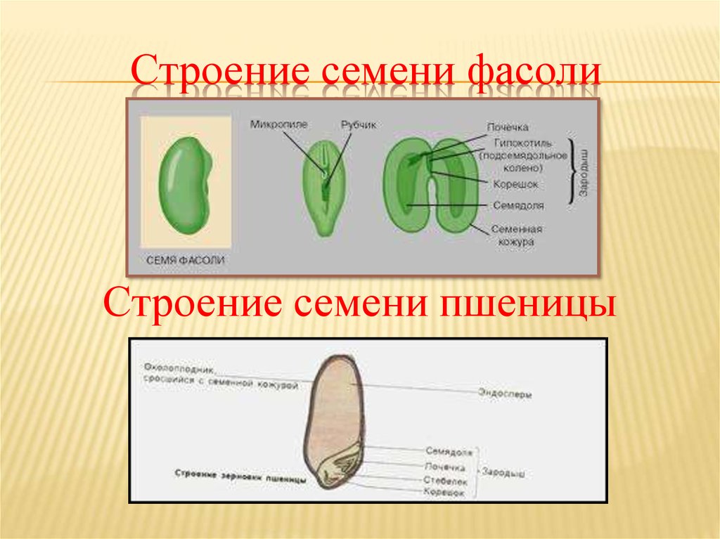 Изображение семени фасоли в разрезе с подписями
