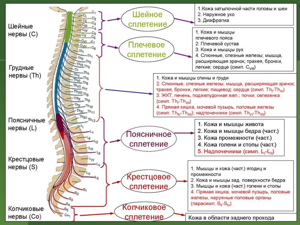 Нижние конечности: анатомия и особенности их венозной системы