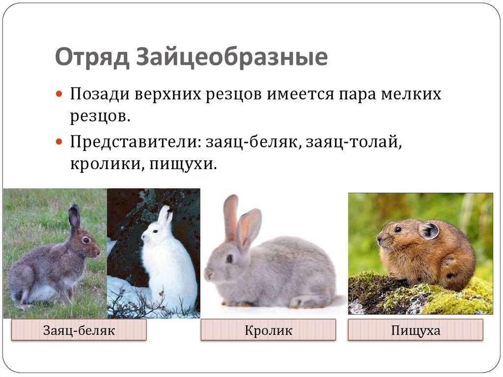 Отряд грызуны общая характеристика. Отряды млекопитающих зайцеобразные. Отряд зайцеобразные. Отряд зайцеобразные (Lagomorpha).. Отряд Грызуны отряд зайцеобразные таблица.