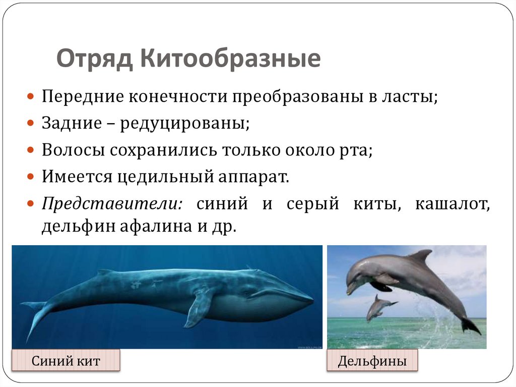 Физиологические признаки синего кита впр 5 класс. Характеристика отряда китообразных 7 класс биология. Отряды млекопитающих китообразные. Китообразные млекопитающие представители. Отряд китообразные подотряды.