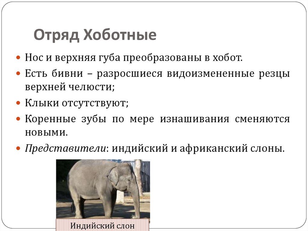 Ластоногие и китообразные парнокопытные и непарнокопытные хоботные 7 класс презентация