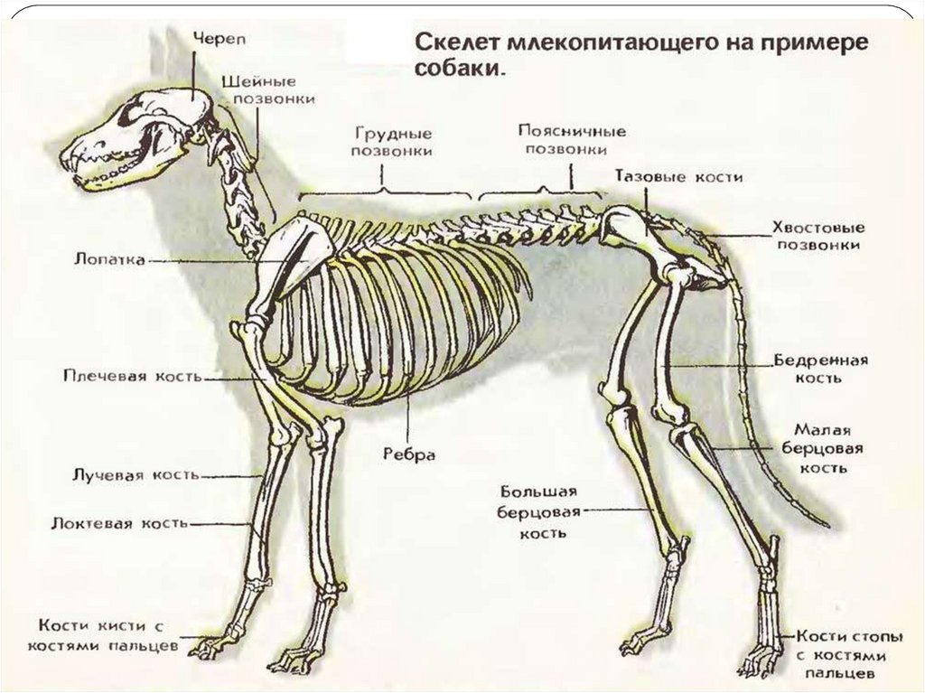 Класс млекопитающие внешнее и внутреннее строение. Скелет млекопитающих схема биология 7 класс. Скелет млекопитающего 7 класс биология. Строение скелета млекопитающегого. Отделы и кости скелета собаки.