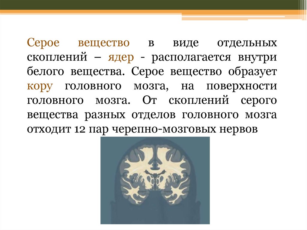 Функции серого вещества головного мозга