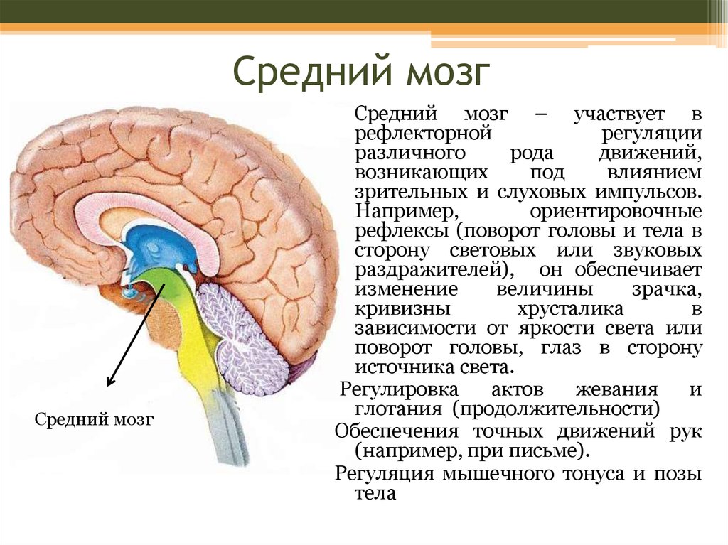 Функции среднего мозга 8 класс биология. Ориентировочный рефлекс отдел мозга. Зрительные и слуховые ориентировочные рефлексы. Средний мозг центры рефлексов. Ориентировочный рефлекс функции среднего мозга.
