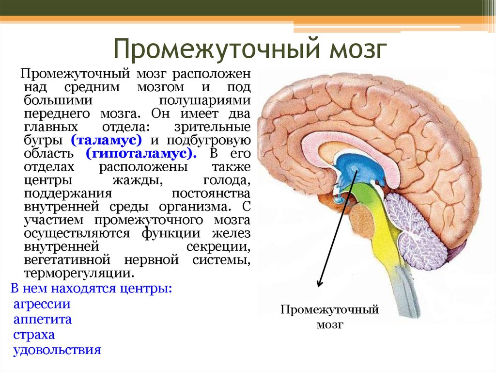 Структура головного мозга включает
