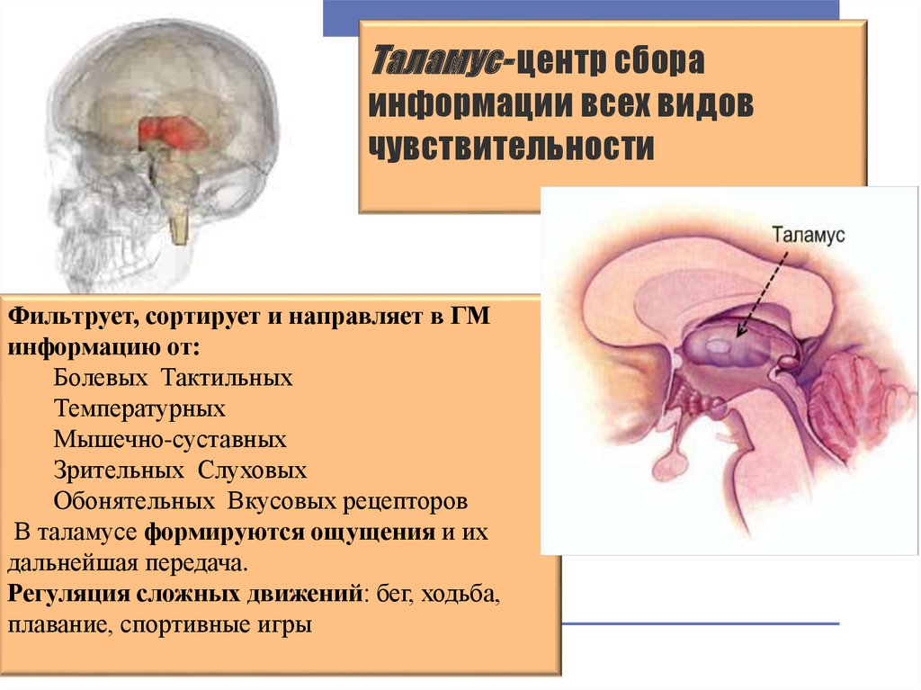 Что такое таламус