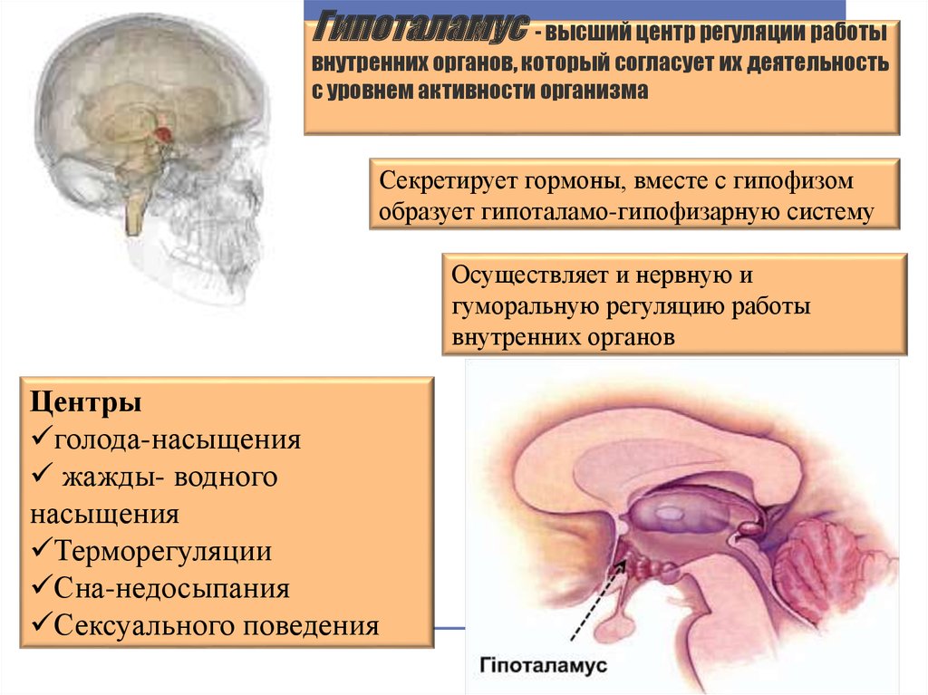 Где располагается высший центр терморегуляции. Гипоталамус центр терморегуляции. Гипоталамус высший центр регуляции. Центр жажды в гипоталамусе. Регуляция гипоталамуса.