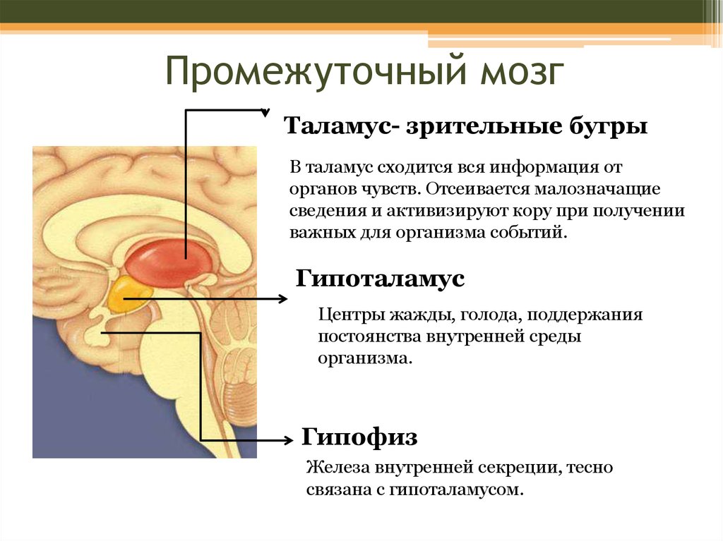 Промежуточный мозг функции. Структуры промежуточного мозга. Промежуточный мозг строение и функции анатомия. Строение мозга таламус гипоталамус. Промежуточный мозг таламус гипоталамус.