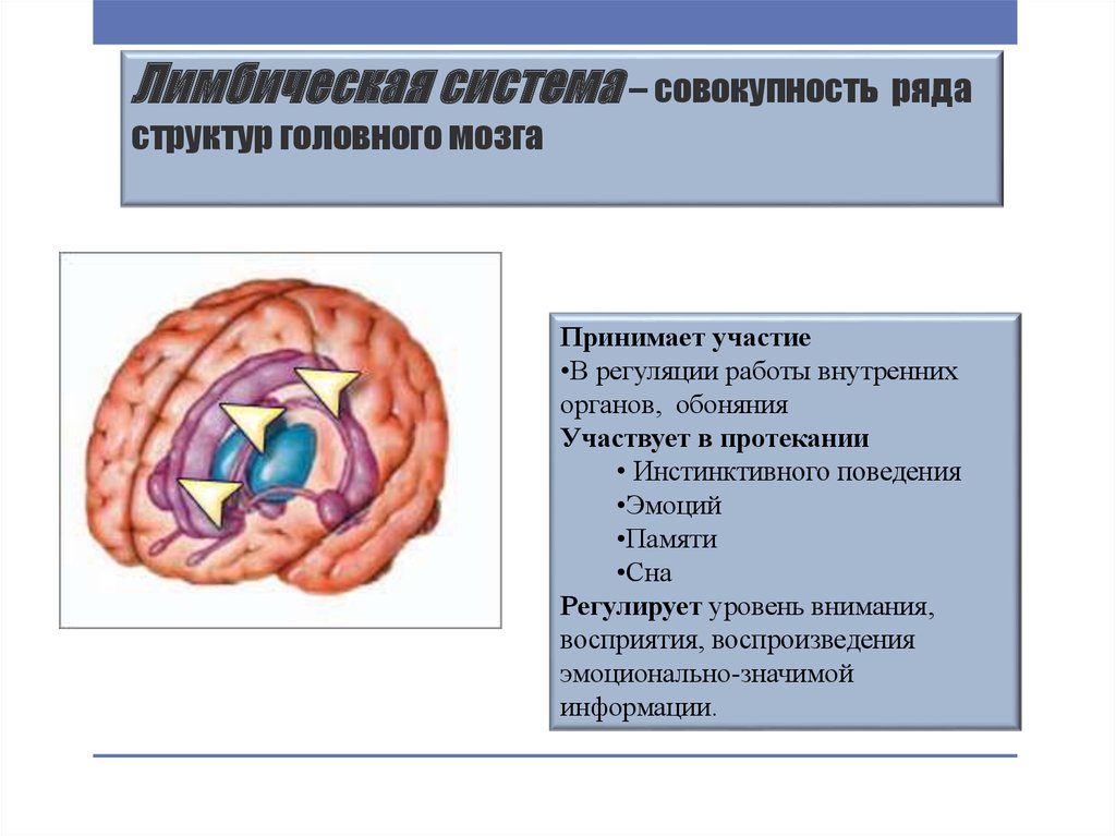 Строение ряды. Лимбическая система головного мозга. Лимбическая система регуляция деятельности внутренних органов. Иерархия в лимбической системе мозга. Исключите лишнее из функции лимбической системы.