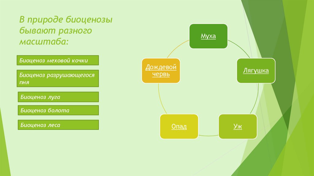 Естественный биоценоз презентация