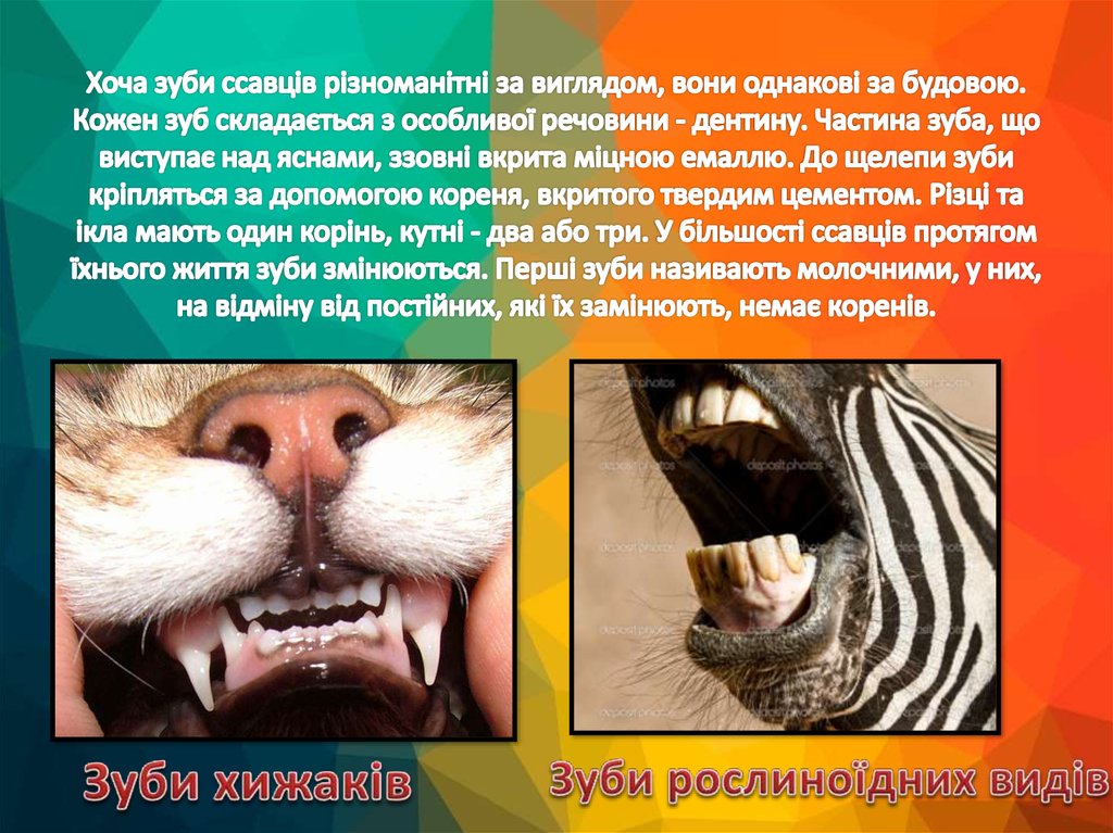 Практическая работа исследование зубной системы млекопитающих. Хищные зубы у млекопитающих. Зуби ссавців. Дифференцированные зубы у кого из млекопитающих.