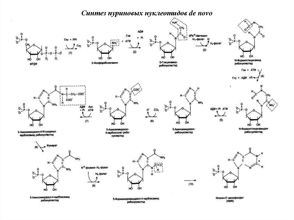 Синтез начала. Схема синтеза пуриновых нуклеотидов. Схема биосинтеза пуриновых нуклеотидов. Биосинтез пуриновых нуклеотидов биохимия. Синтез пуриновых нуклеотидов биохимия.