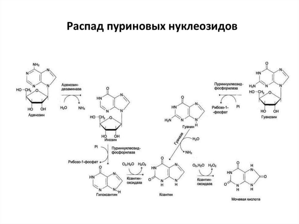 Синтез пуринов схема