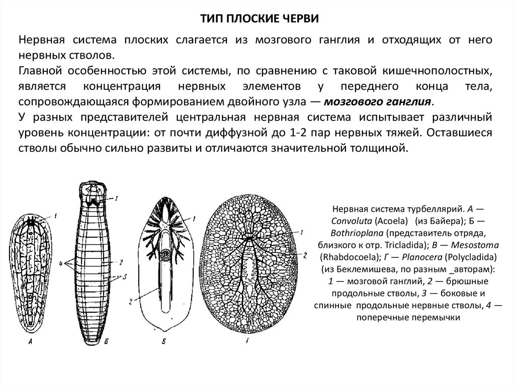 Тип плоские черви нервная система. Нервная система плоских червей. Нервная система плоских червей представлена.