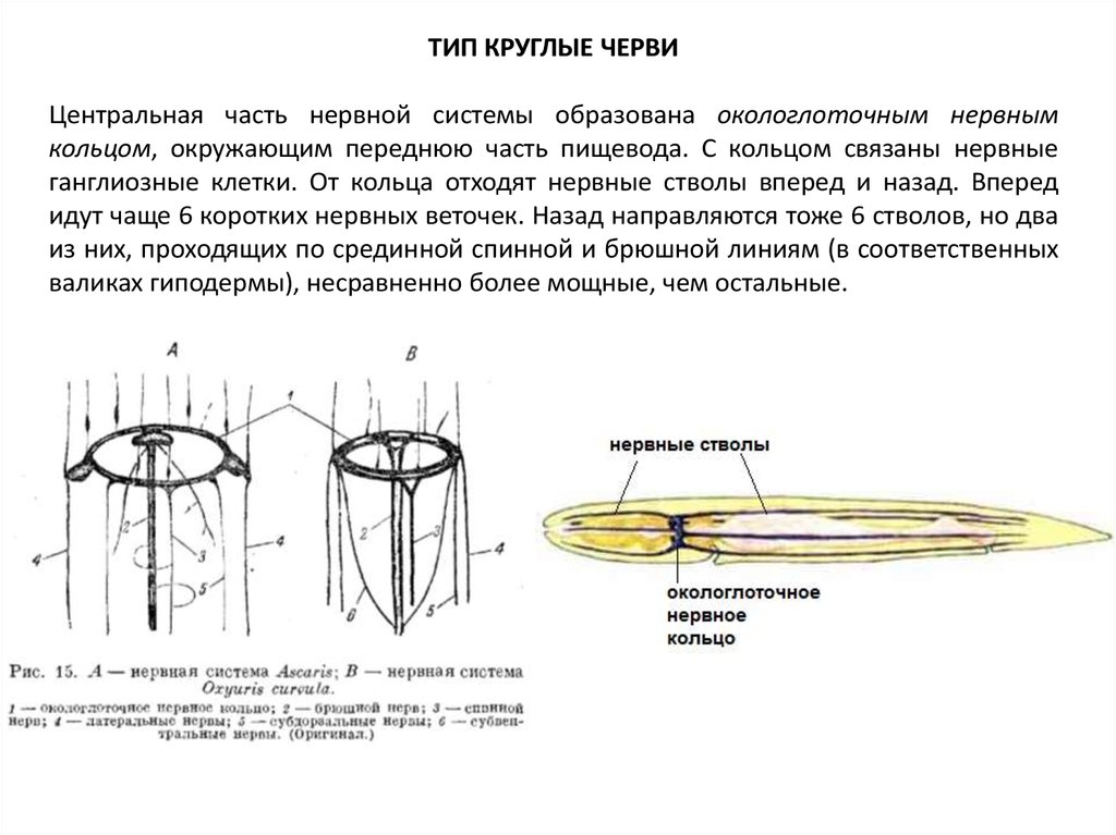 Нервное кольцо