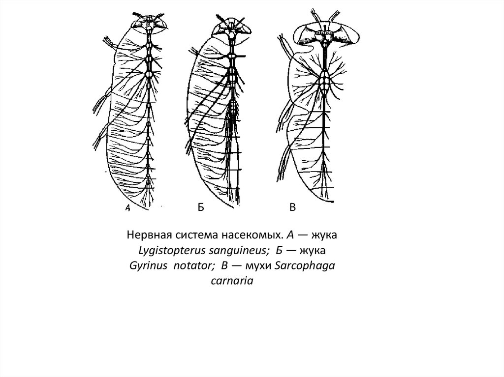 Нервная система насекомых презентация