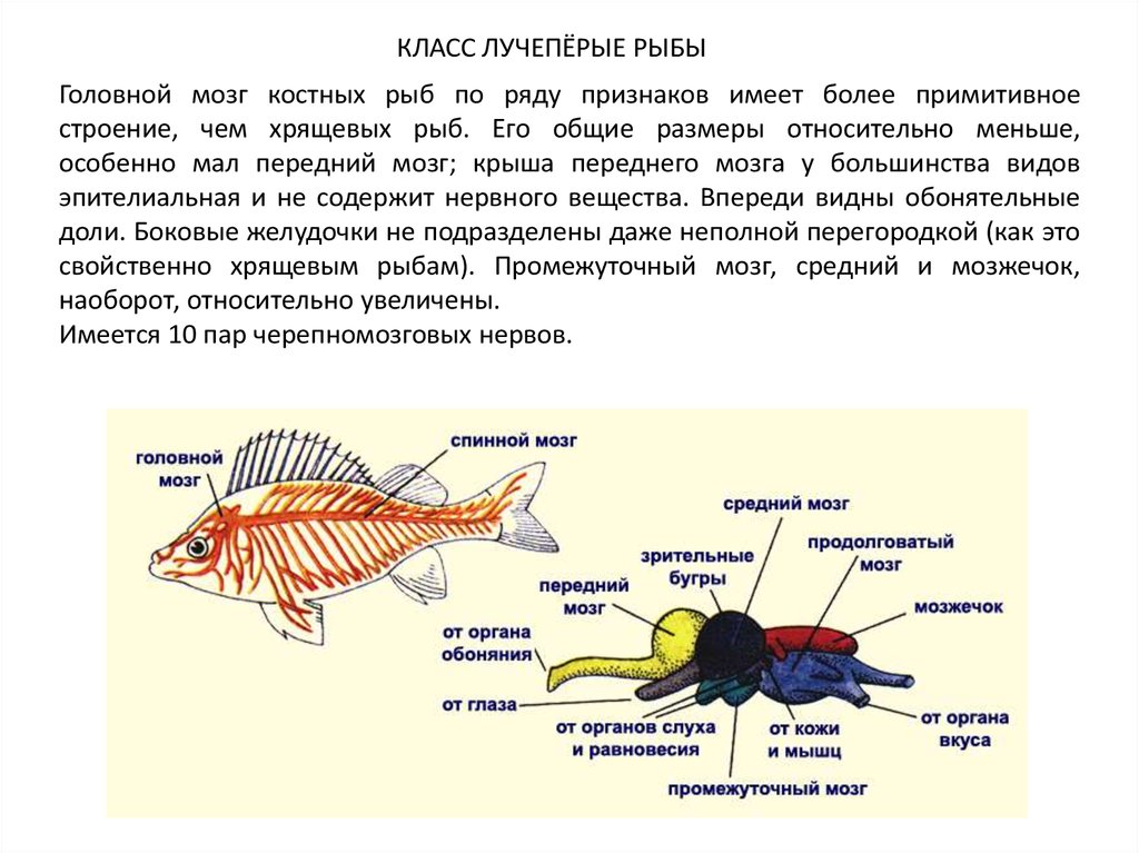 Какой мозг у рыб. Нервная система костных рыб кратко. Нервная система головного мозга костных рыб. Нервная система костной рыбы 7 класс. Строение нервной системы костных рыб.
