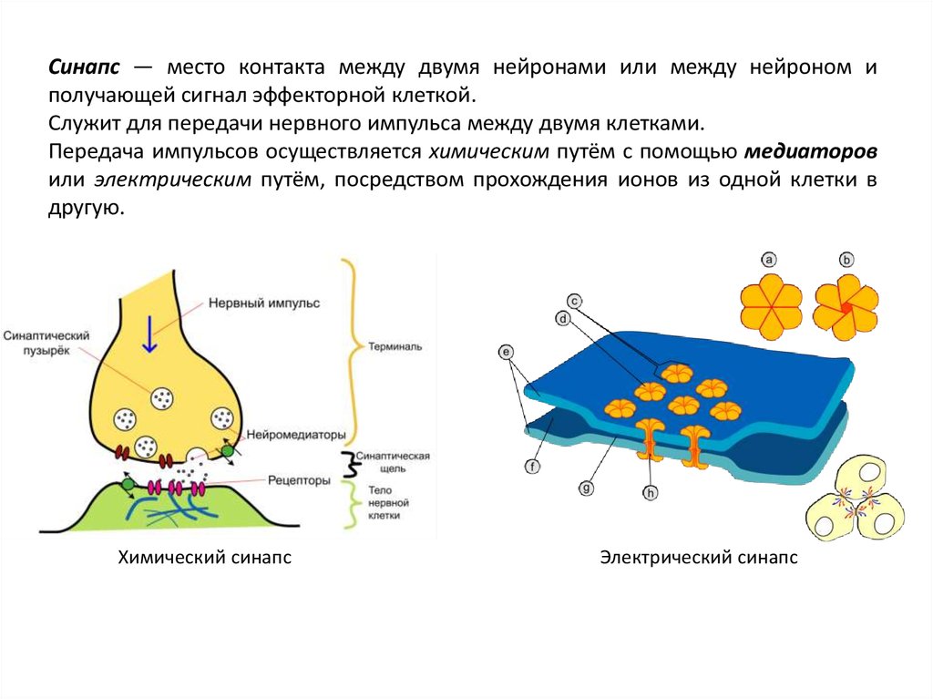 Синапс между нейронами. Место контакта между двумя нейронами. Синапс контакт между нейронами. Синапс между двумя нейронами. Синапс это место контакта между 2 нейронами.