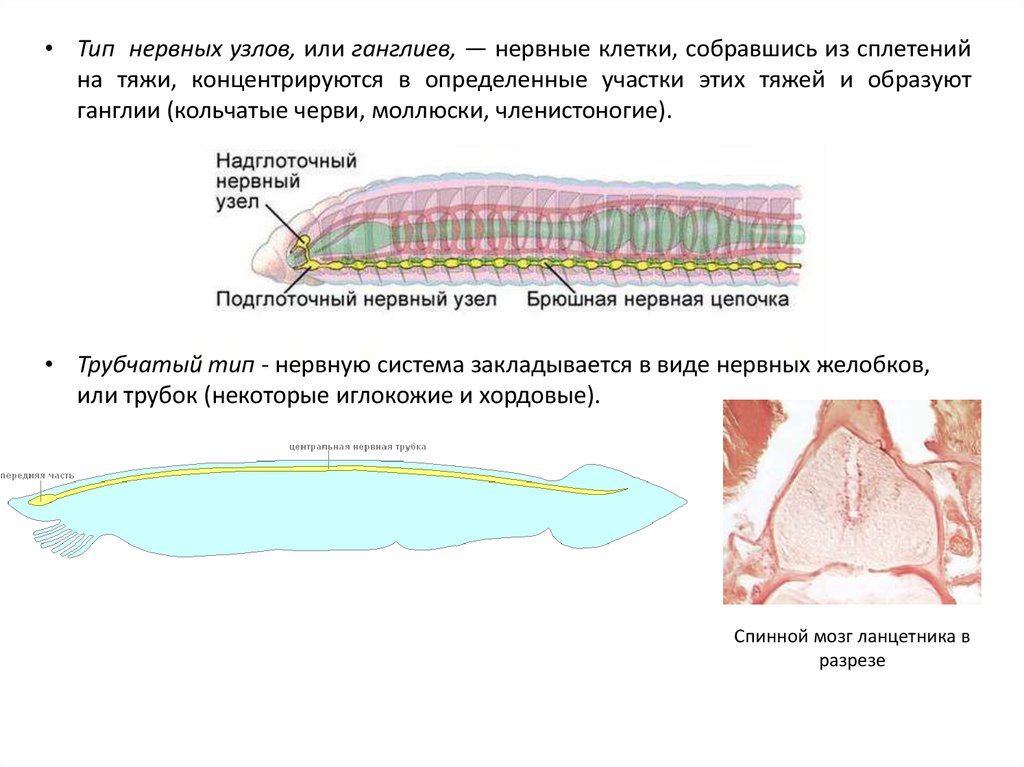 Транспорт веществ у червей. Нервная система трубчатого типа. Трубчатая нервная система у червя. Ганглий у червей. Надглоточный нервный узел.