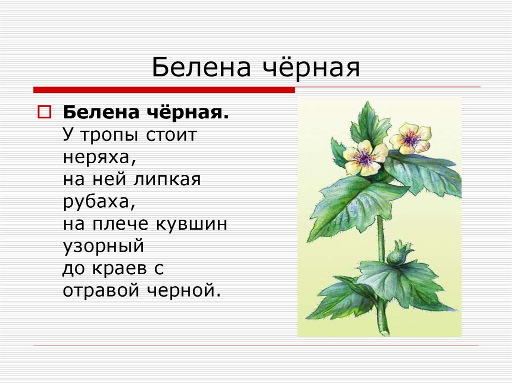 Белена черная презентация