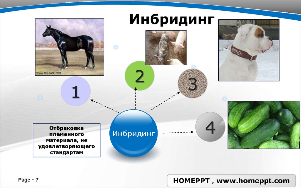 Жануарлар селекциясы презентация